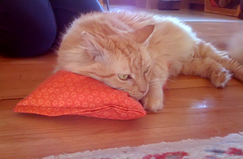 with catnip pillow sm.jpg